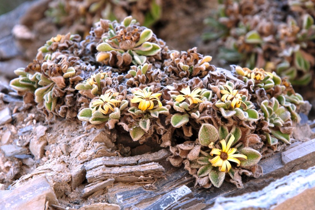 Pallenis maritima (=Asteriscus maritimus) / Asterisco marittimo
